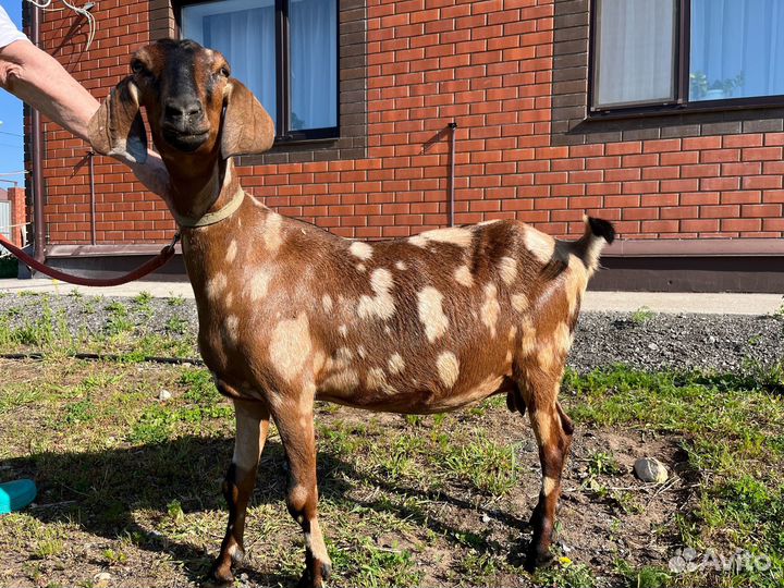 Дойные нубийские козы