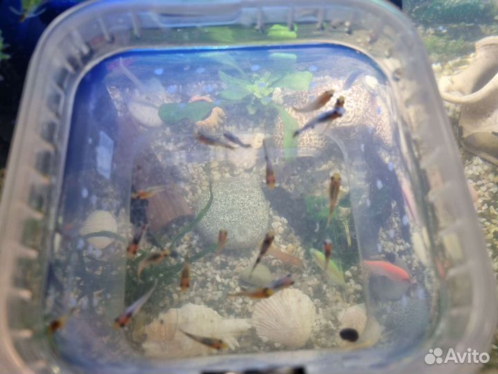 Мальки моллинезии