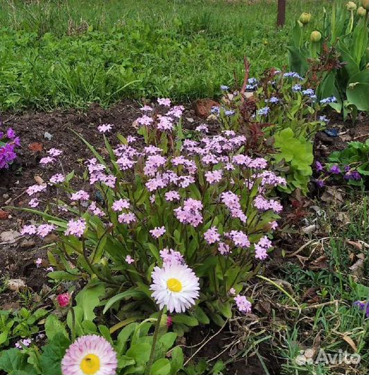 Цветы по 70: физалис, примула, барвинок и др