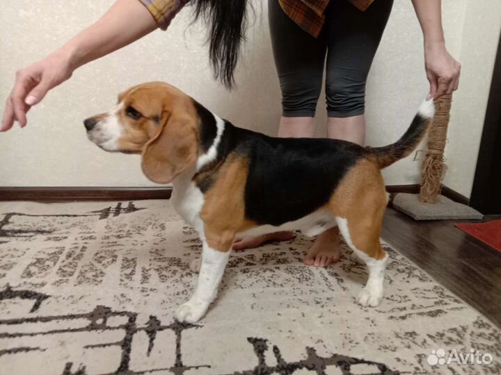 Вязка кобель бигль