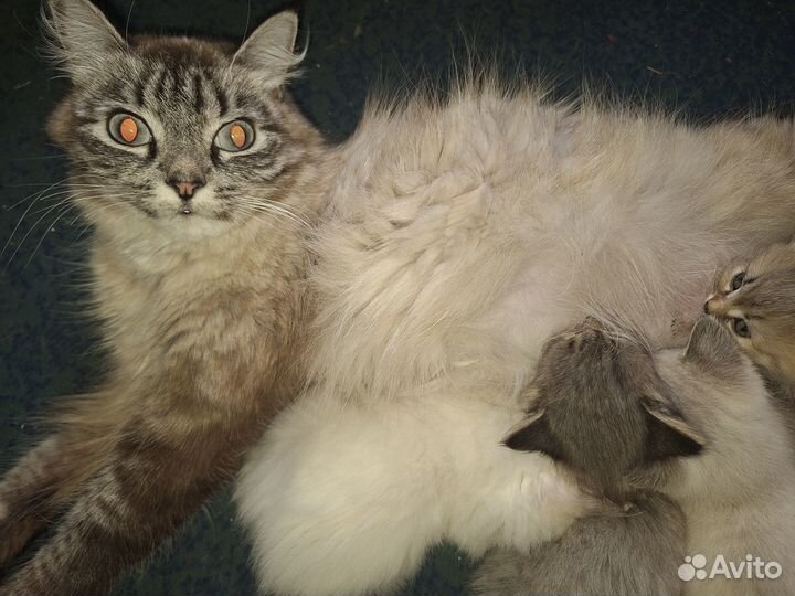 Милые котята