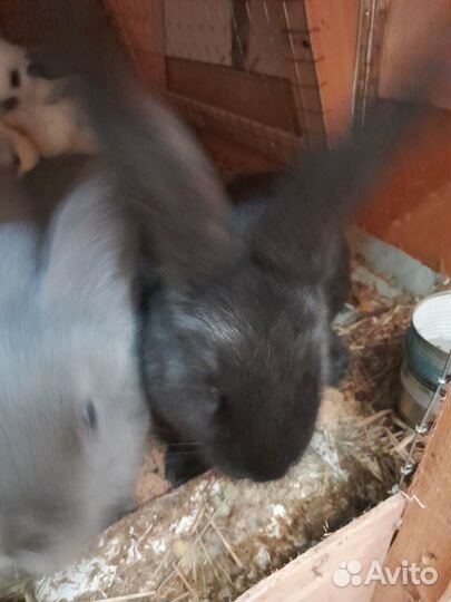 Продаются кролики
