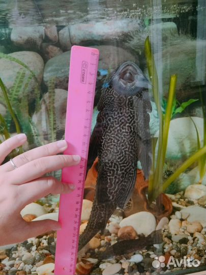 Парчовый сом Птеригоплихт