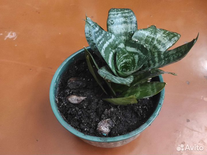 Сансевиерия