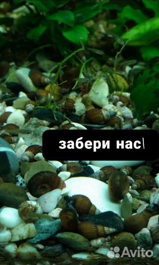 Рыбки гуппи эндлера