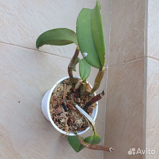 Каттлея Cattleya Walter Wolf, Franch Fox