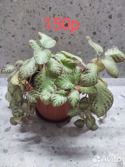 Комнатные растения