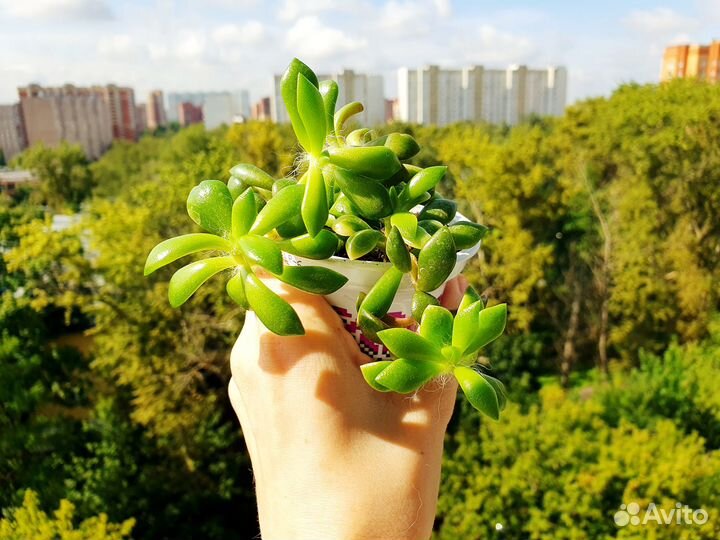 Суккуленты аихризон пеперомия анакамсерос