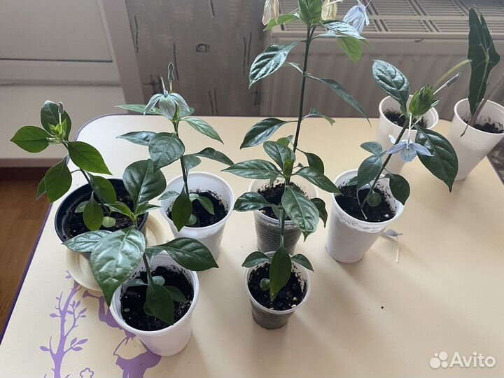 Комнатные цветы