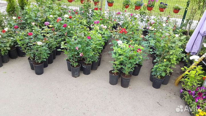 Саженцы роз