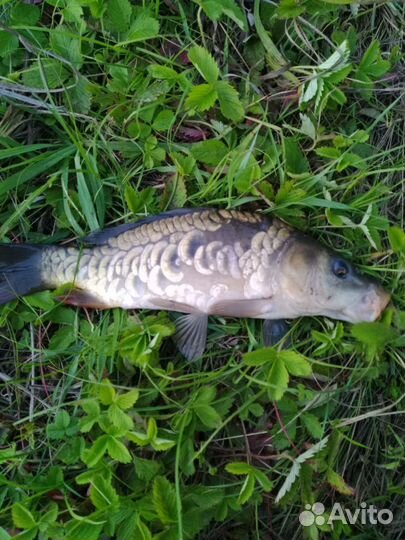 Прудовая рыба для зарыбления