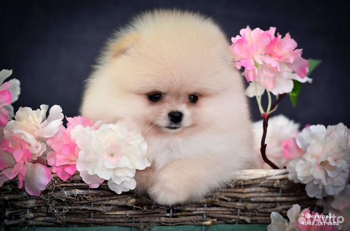 Померанский шпиц