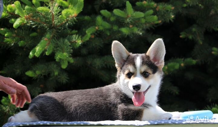 Щенок корги