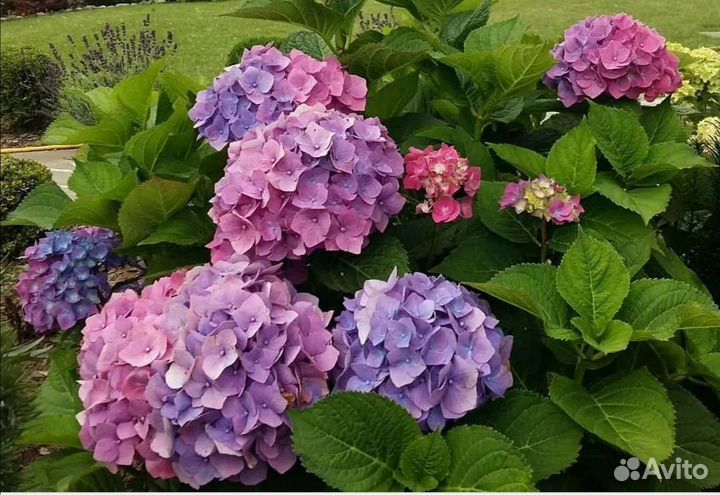 Гортензия крупнолистная голубая, Розовая