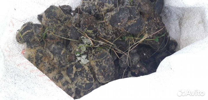 Навоз конский.без опилок