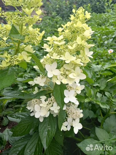 Гортензия