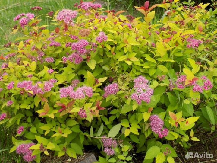 Спирея японская литл принцесс Высота от 25см