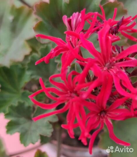 Пеларгония герань кактусовидная Чех