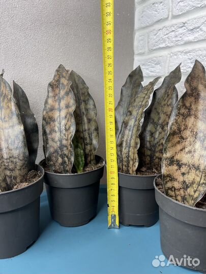 Сансевиерия леавес броун комнатные цветы