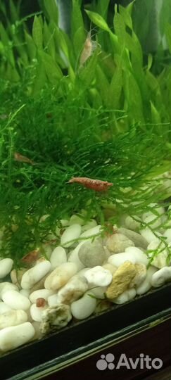 Аквариумное растение