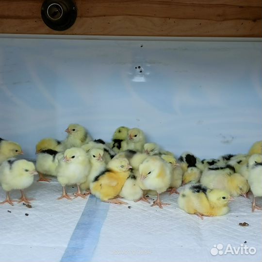 Цыплята суточные породистые