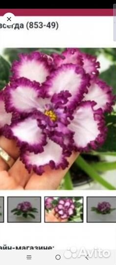 Фиалка набор новинок 20-21 гг