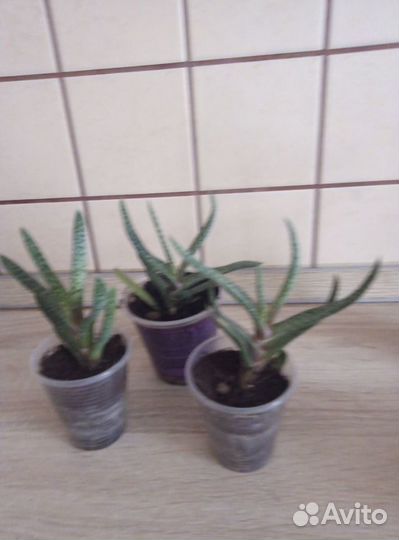 Комнатные цветы разные