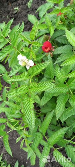 Тибетская малина саженцы