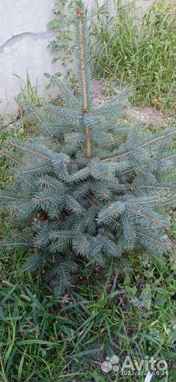 Ель голубая