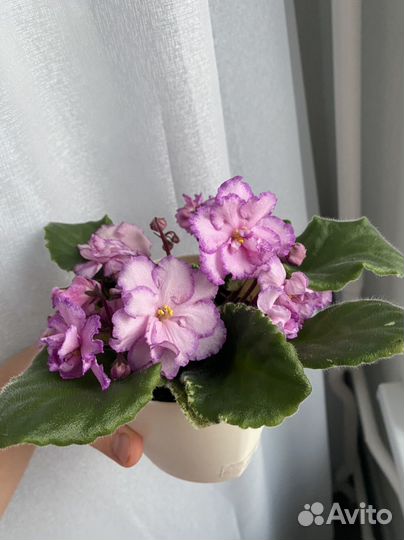 Фиалка на заказ розеточки-стартеры