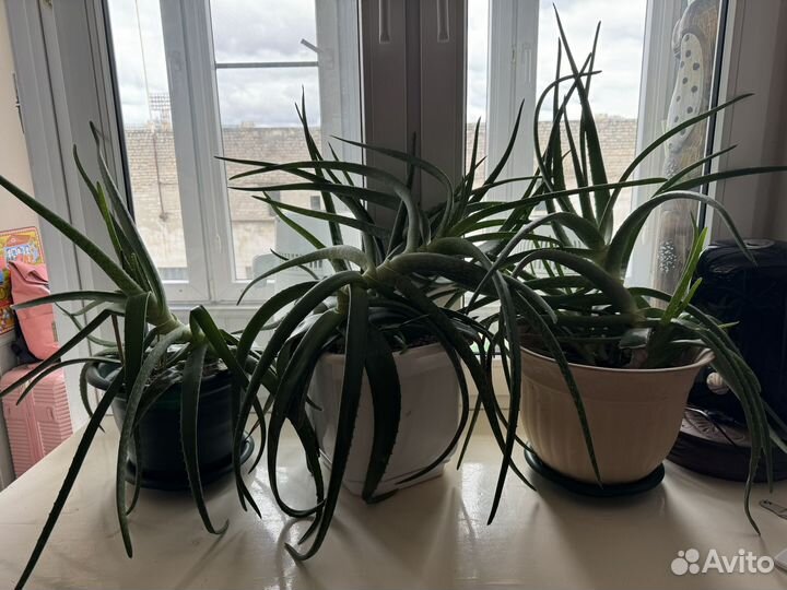 Алоэ