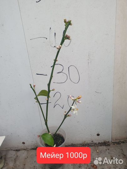 Лимоны с цветами сорта разные
