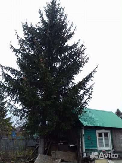 Елка живая 15 метров