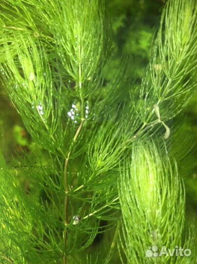 Роголистник (аквариумное растение)