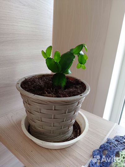 Комнатные цветы