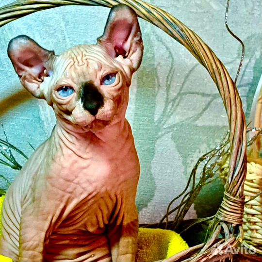 Эльф Канадский сфинкс котенок девочка