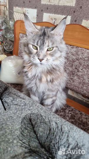 Передержка