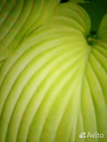 Хоста растение