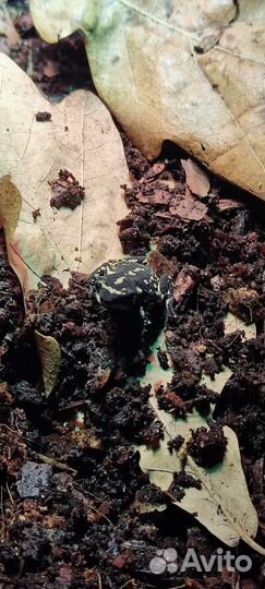 Жабка шмель