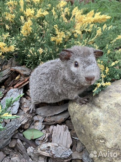 Морские свинки Тедди