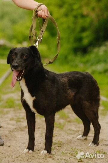 Собака-компаньон Мика в добрые руки