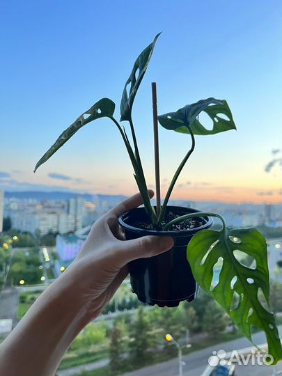 Монстера Адансона