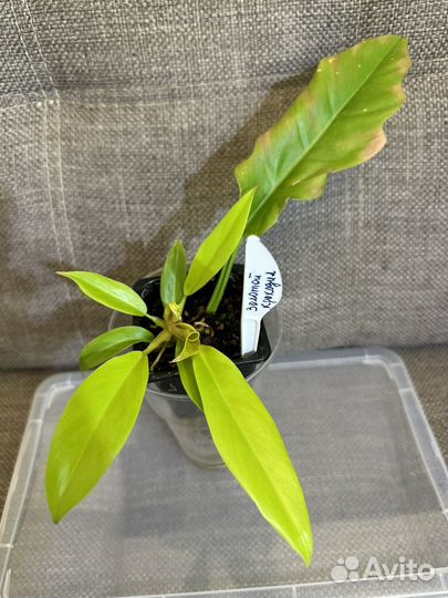 Филодендрон Golden Crocodile/ Золотой крокодил