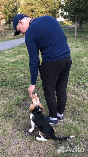 Передержка собак,зоогостиница,домашняя передержка