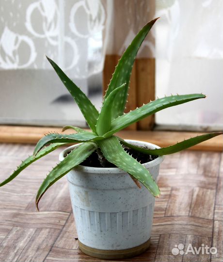 Цветок алоэ Вера