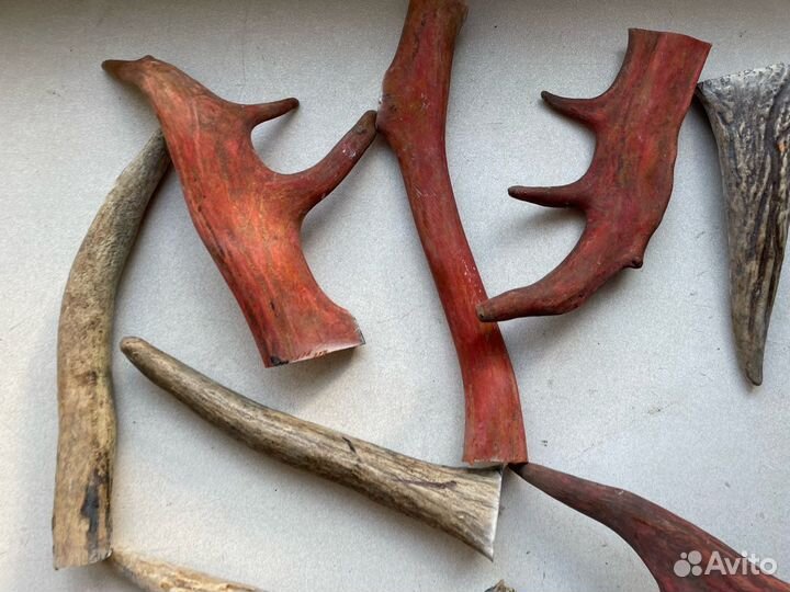 Рога оленя и лося для собак