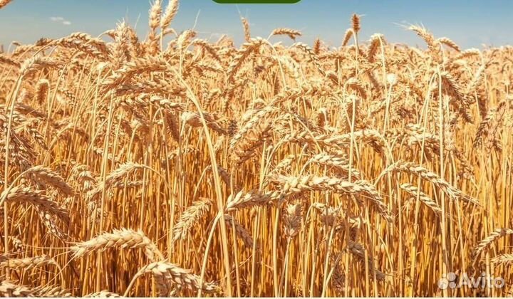 Гуминовое удобрение 