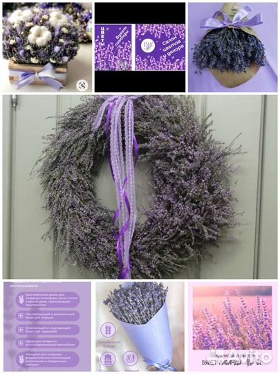 Лаванда сухоцвет