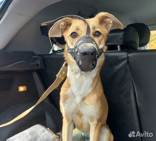 Нежная Лия нуждается в доме или передержке