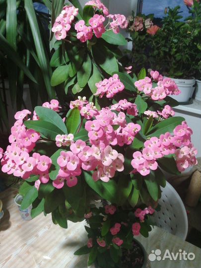 Молочай Миля крупноцветковый